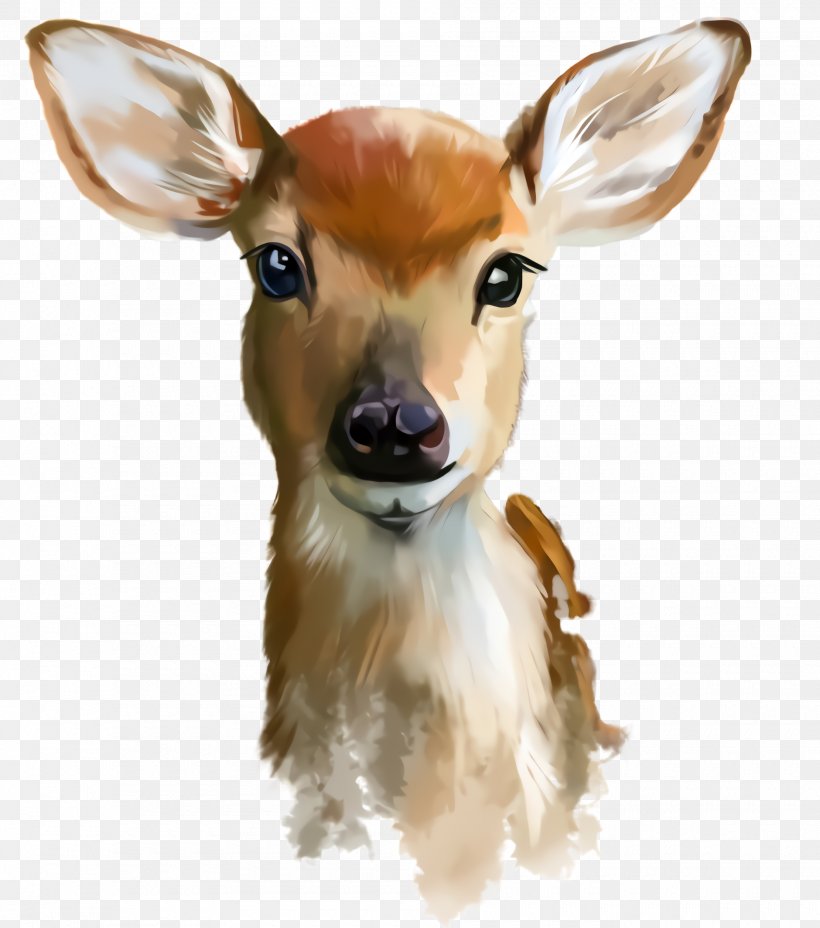 Deer Head Snout Wildlife Fawn, PNG, 1880x2128px, Deer, Ear, Fawn, Head, Roe Deer Download Free