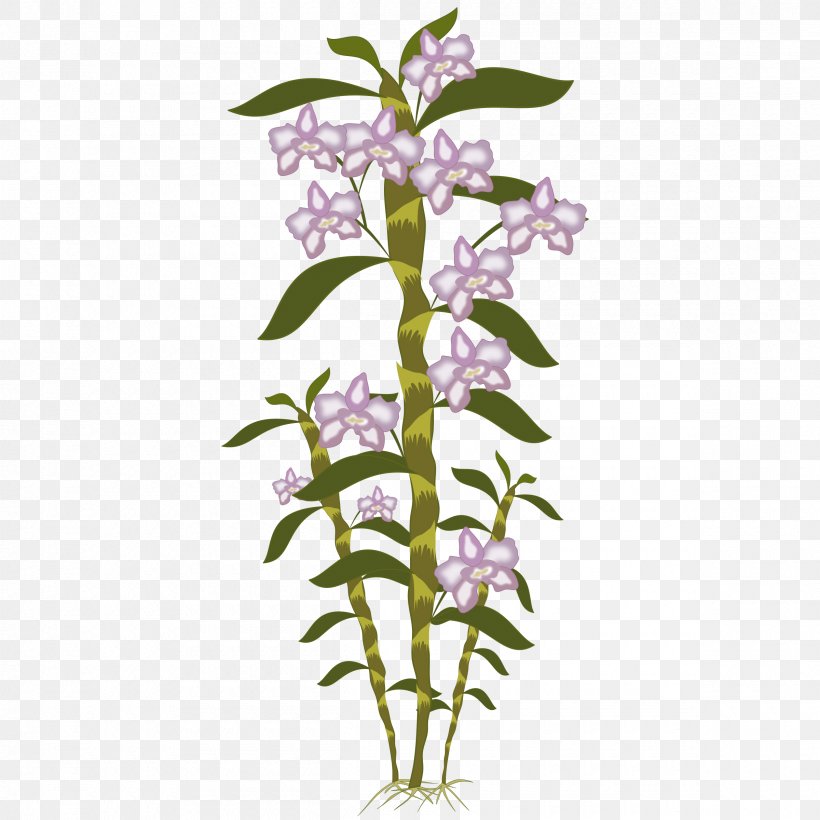 Orchids Botany In A Day Clip Art, PNG, 2400x2400px, Orchids, Blog, Botany, Cut Flowers, Dendrobium Download Free