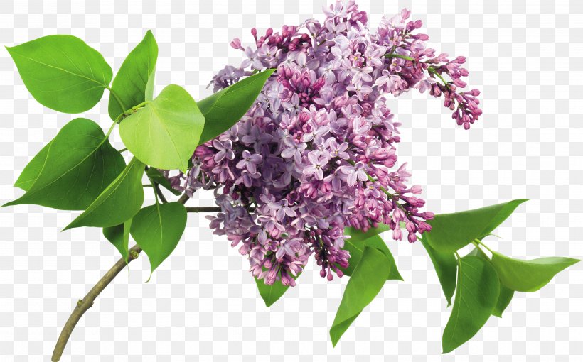 Lilac Drawing Image Clip Art, PNG, 3512x2186px, Lilac, Branch, Digital Image, Drawing, Flower Download Free