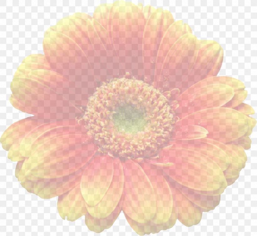 Transvaal Daisy Cut Flowers Transparency And Translucency, PNG, 1280x1176px, Transvaal Daisy, Chrysanthemum, Chrysanths, Cut Flowers, Dahlia Download Free