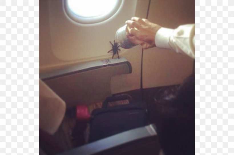 Airplane Flight Attendant Spider Passenger, PNG, 1024x682px, Airplane, Aircraft Cabin, Animal, Arm, Drag Download Free