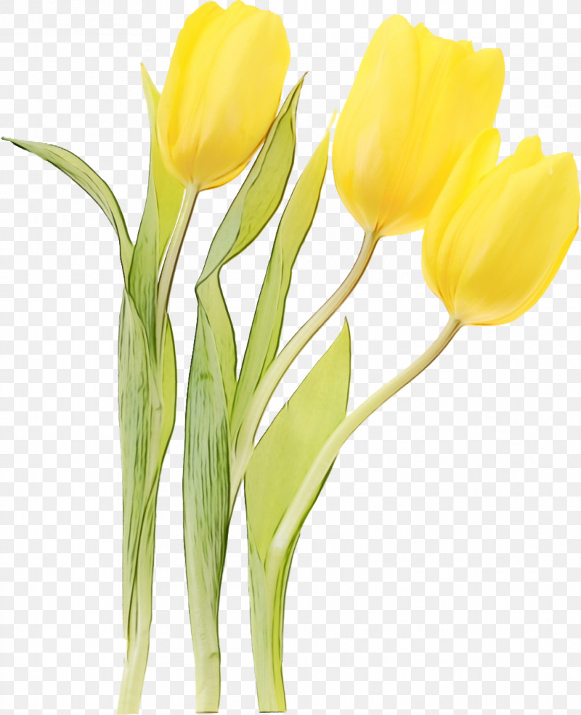 Artificial Flower, PNG, 1039x1278px, Watercolor, Artificial Flower, Arum Family, Bud, Crocus Download Free