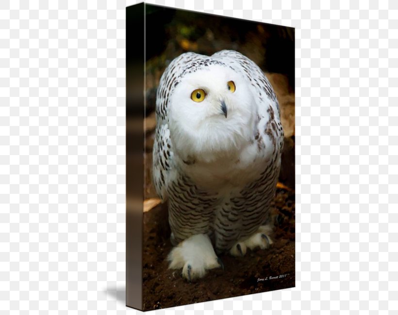 Bird Snowy Owl Barn Owl Northern Hawk-owl Beak, PNG, 408x650px, Bird, Animal, Arctic, Barn Owl, Beak Download Free