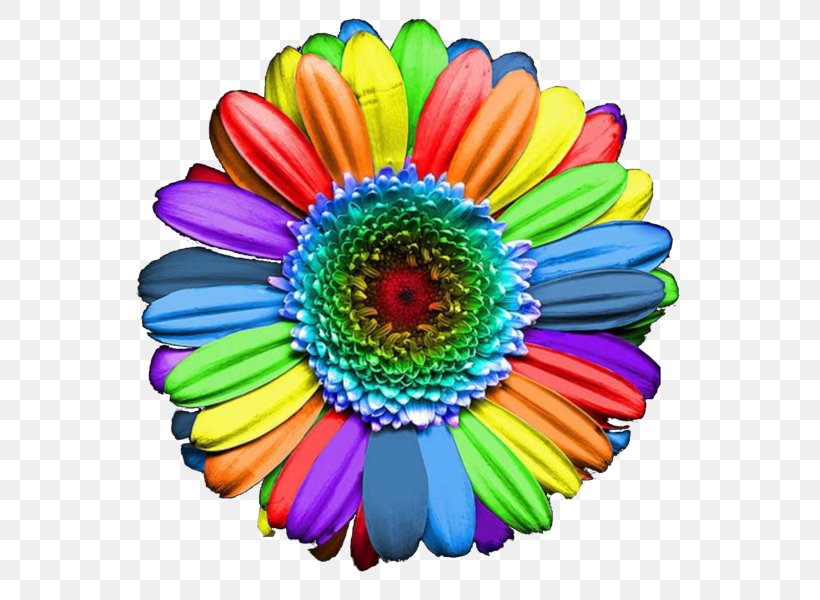 Edible Flower Rainbow Rose Paper, PNG, 594x600px, Edible Flower, Allposterscom, Art, Artcom, Chrysanths Download Free