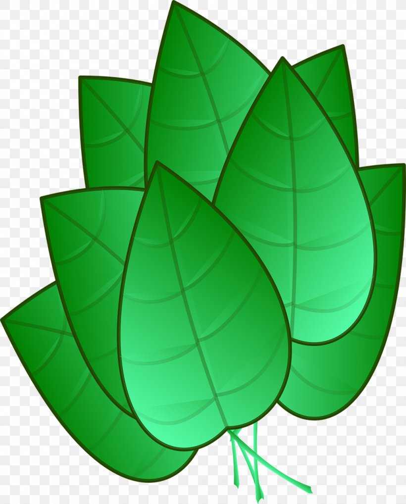 Leaf Drawing Clip Art, PNG, 1031x1280px, Leaf, Drawing, Green, Leaf Vegetable, Photography Download Free