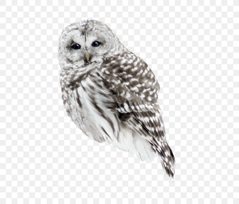 Little Owl Bird, PNG, 700x700px, Owl, Beak, Bird, Bird Of Prey, Falcon Download Free