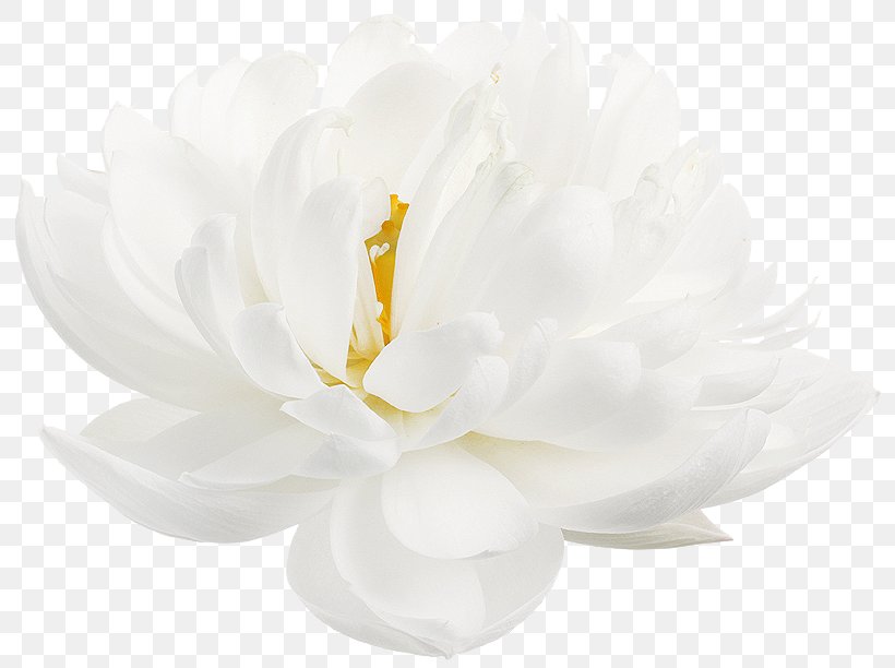 Nelumbo Nucifera Flower White Petal Desktop Wallpaper, PNG, 803x612px, Nelumbo Nucifera, Arumlily, Blue, Egyptian Lotus, Flower Download Free