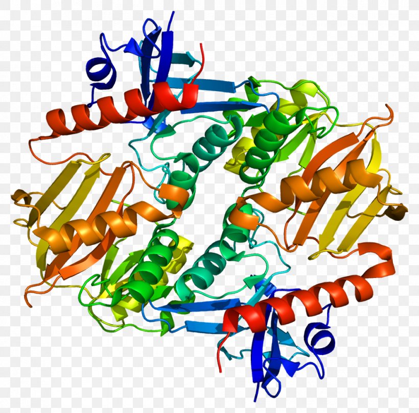 Synapsin 2 Synapsin I Protein Gene, PNG, 994x982px, Synapsin, Area, Artwork, Cytokine, Enzyme Substrate Download Free
