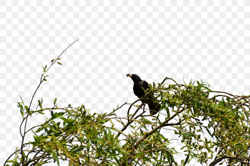 Twig Lovebird Branch Beak, PNG, 1280x853px, Twig, Beak, Bird, Bird Nest, Branch Download Free