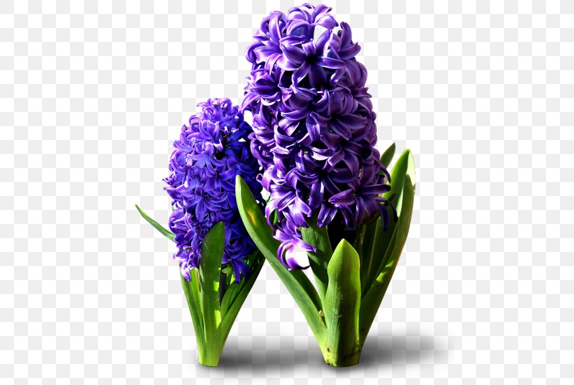 Hyacinthus Orientalis Cut Flowers Clip Art, PNG, 479x550px, Hyacinthus Orientalis, Computer Software, Cut Flowers, Floral Design, Flower Download Free