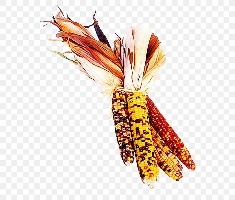 Orange, PNG, 571x699px, Orange, Corn, Corn On The Cob, Feather, Plant Download Free