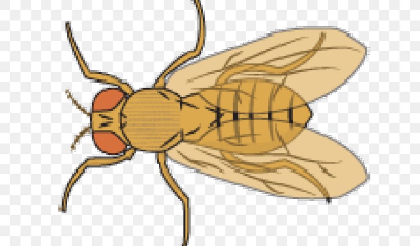 Clip Art Common Fruit Fly Illustration Vector Graphics, PNG, 640x480px,  Common Fruit Fly, Animal Figure, Arthropod,