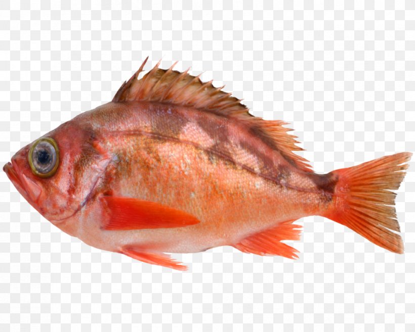Northern Red Snapper Fish Products Red Seabream Tilapia 09777, PNG, 993x796px, Northern Red Snapper, Animal Source Foods, Biology, Fauna, Feeder Fish Download Free