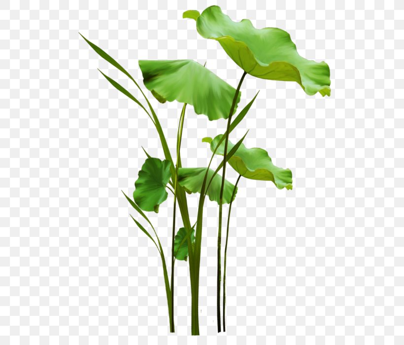 Cut Flowers Leaf Vegetable Flowerpot Plant Stem, PNG, 586x699px, Cut Flowers, Arum, Arum Lilies, Flower, Flowerpot Download Free