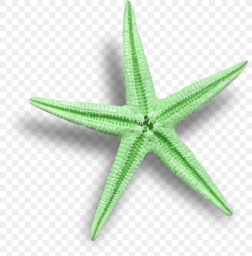 Starfish Clip Art, PNG, 800x832px, Starfish, Drawing, Echinoderm, Invertebrate, Marine Invertebrates Download Free