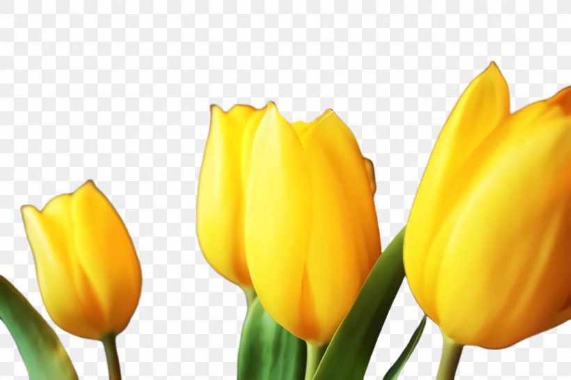 Tulip Yellow Flower Petal Lady Tulip, PNG, 2448x1632px, Tulip, Bud, Closeup, Flower, Flowering Plant Download Free