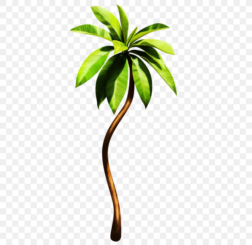 Arecaceae Plant Tropics Euclidean Vector, PNG, 368x800px, Arecaceae, Arecales, Branch, Broadleaved Tree, Coconut Download Free