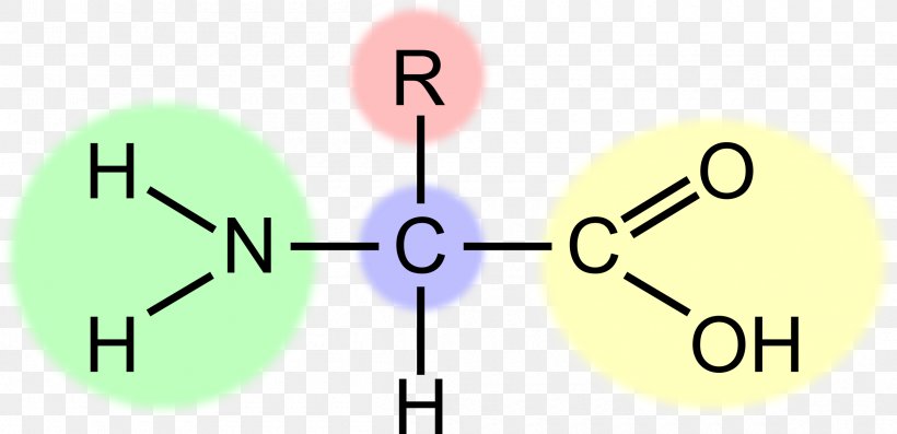 Essential Amino Acid Clip Art, PNG, 2400x1163px, Amino Acid, Acid, Amine, Area, Aspartic Acid Download Free