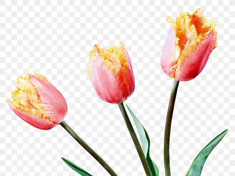 Flower Tulip Petal Plant Cut Flowers, PNG, 1600x1200px, Flower, Bud, Cut Flowers, Lily Family, Pedicel Download Free