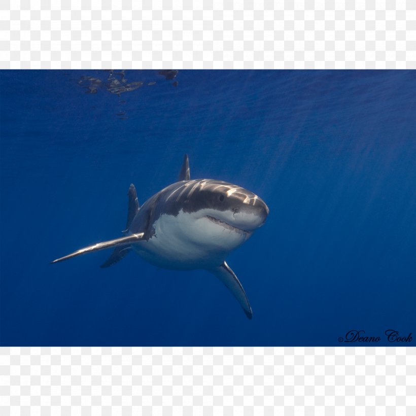 Great White Shark Requiem Shark Lamnidae Tiger Shark Chondrichthyes, PNG, 2000x2000px, Great White Shark, Animal, Carcharhiniformes, Cartilaginous Fish, Chondrichthyes Download Free
