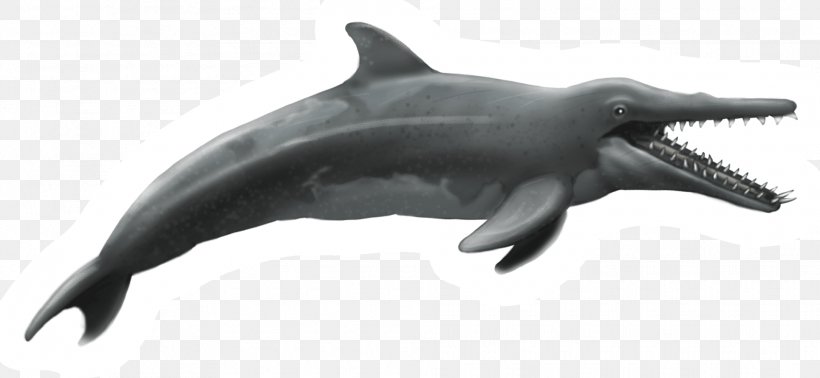 New Zealand Rough-toothed Dolphin Shark Common Bottlenose Dolphin Tucuxi, PNG, 1930x890px, New Zealand, Animal, Animal Figure, Cetacea, Common Bottlenose Dolphin Download Free