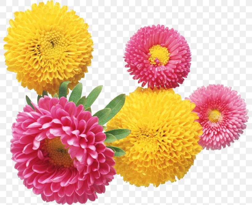 Clip Art Flower Desktop Wallpaper Image, PNG, 800x666px, Flower, Annual Plant, Aster, Chrysanthemum, Chrysanths Download Free