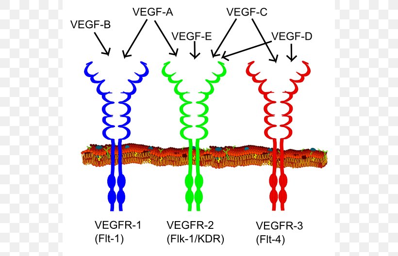 Vascular Endothelial Growth Factor VEGF Receptor Receptor Tyrosine Kinase Angiogenesis, PNG, 561x528px, Vascular Endothelial Growth Factor, Angiogenesis, Antibody, Area, Cell Download Free