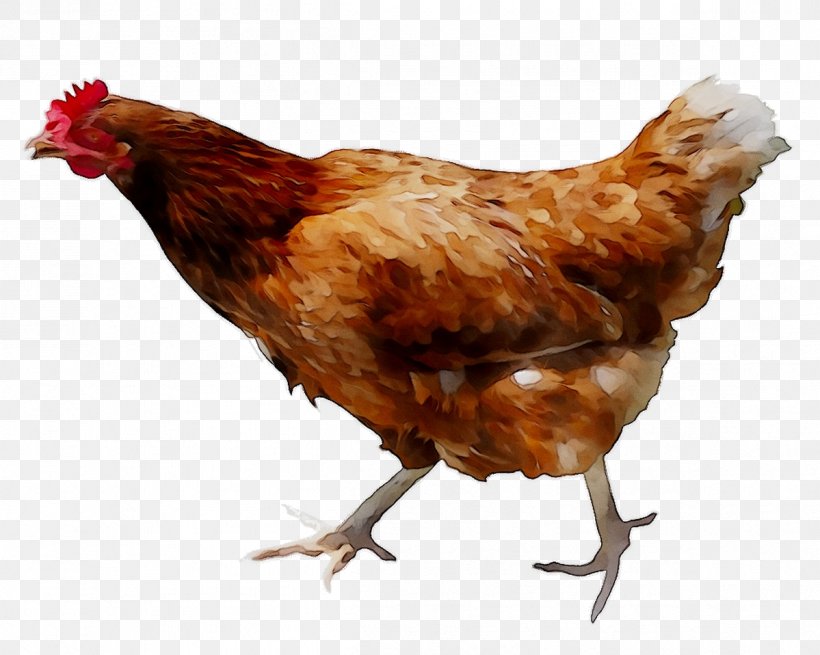 Chicken Food Egg Poultry Free Range, PNG, 1199x958px, Chicken, Beak, Bird, Breed, Chicken Coop Download Free