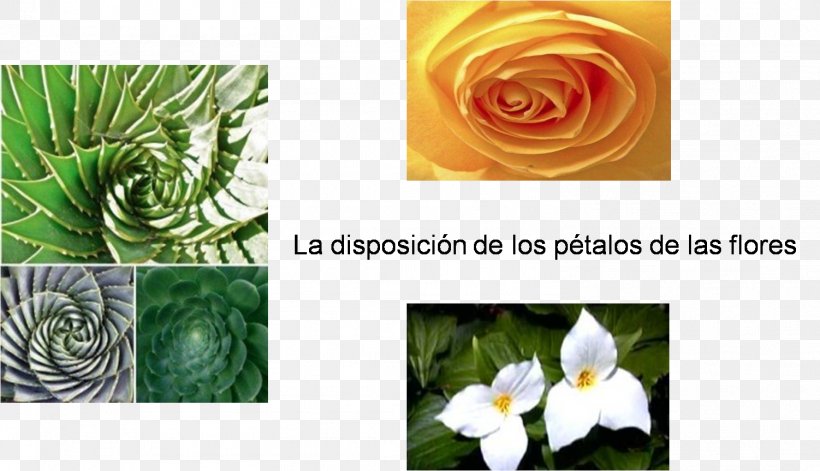 Floral Design Petal Golden Ratio Spiral Flower, PNG, 1502x863px, Floral Design, Artificial Flower, Cut Flowers, Flora, Floristry Download Free