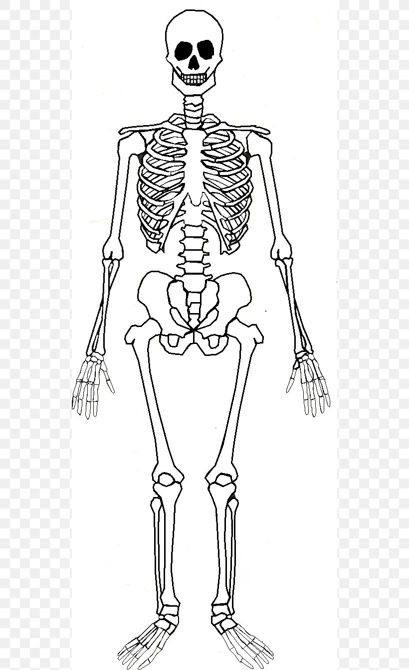 Human Skeleton Human Body Bone Anatomy, PNG, 532x1344px, Watercolor, Cartoon, Flower, Frame, Heart Download Free