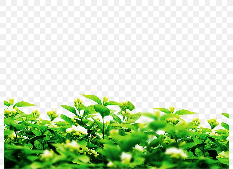 Microsoft PowerPoint Image File Formats Image File Formats Plants, PNG, 794x595px, Microsoft Powerpoint, Chart, Flower, Grass, Green Download Free