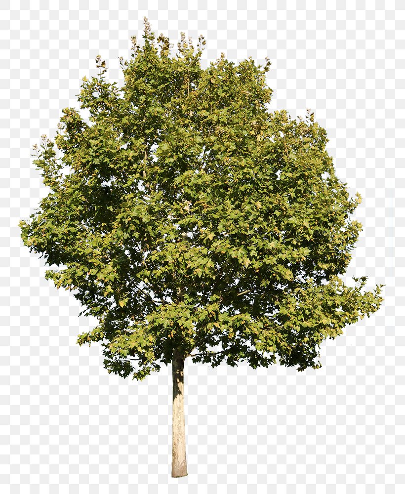 Oak Tree, PNG, 772x1000px, Tree, California Live Oak, Cottonwood ...