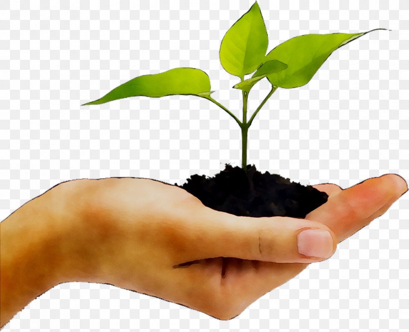 Plants Stock Photography Hand Seedling Stock.xchng, PNG, 1273x1035px, Plants, Agriculture, Arbor Day, Botany, Chamaedorea Download Free