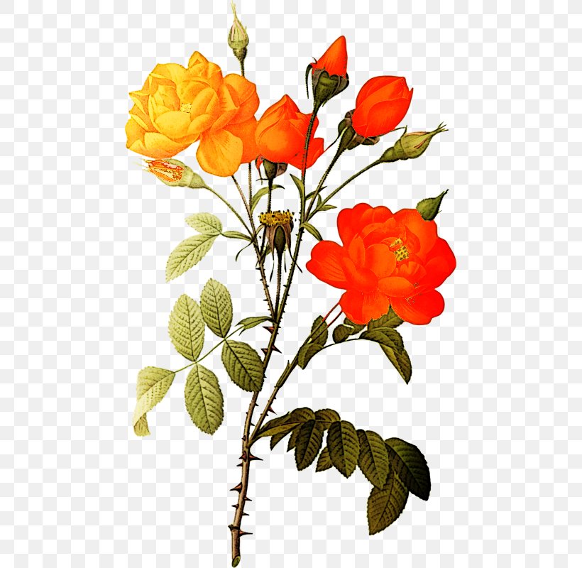 Rose Clip Art, PNG, 467x800px, Rose, Branch, Cut Flowers, Display Resolution, Flora Download Free