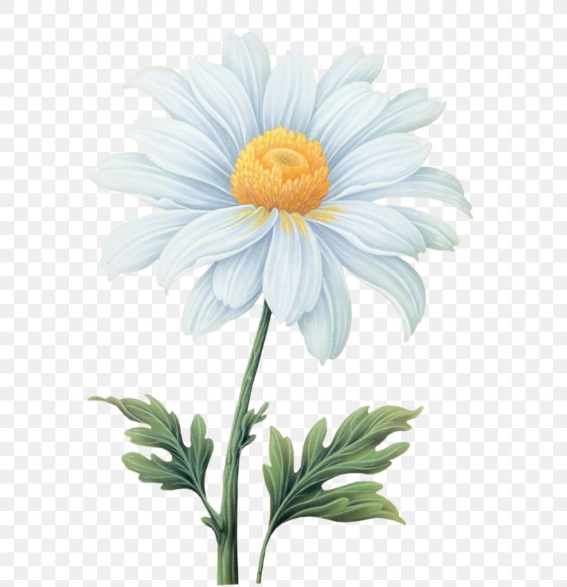Common Daisy Flower Transvaal Daisy, PNG, 638x850px, Common Daisy, Annual Plant, Art, Aster, Chamaemelum Nobile Download Free