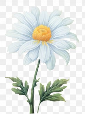 Daisy Bell Images, Daisy Bell Transparent PNG, Free download