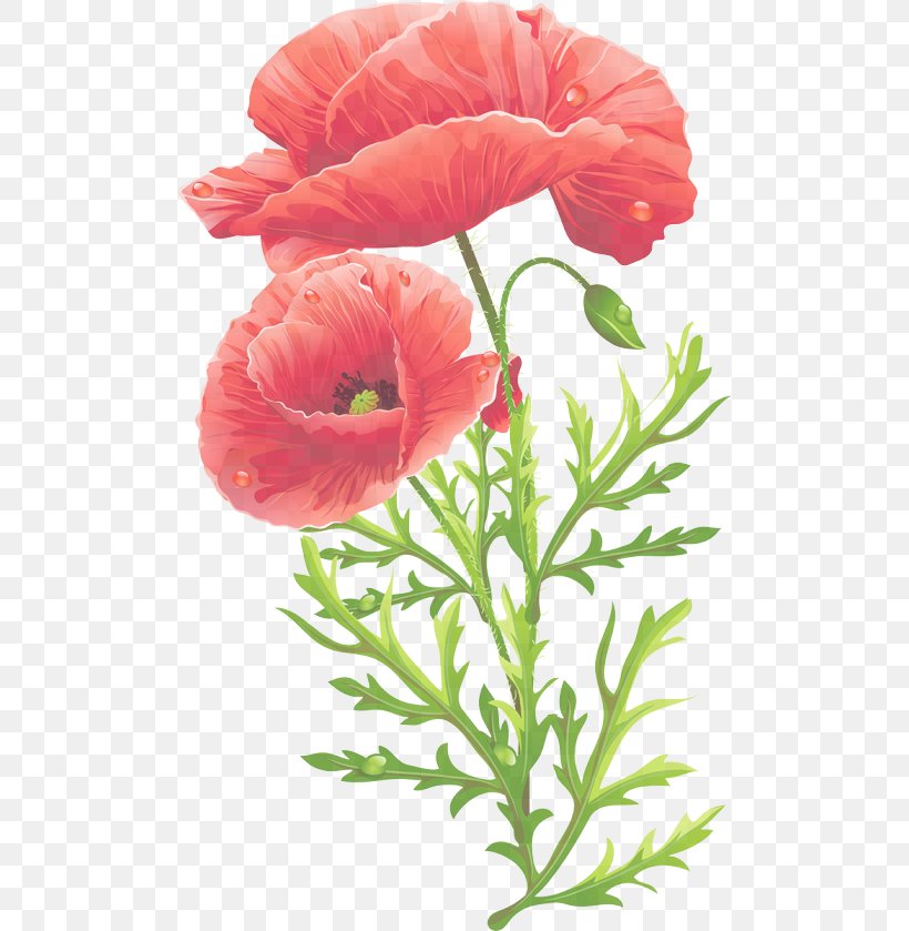 Flower Petal Oriental Poppy Plant Flowering Plant, PNG, 500x839px, Flower, Coquelicot, Corn Poppy, Cut Flowers, Flowering Plant Download Free