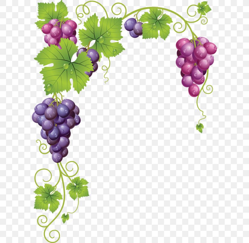 Common Grape Vine Wine Clip Art, PNG, 610x800px, Common Grape Vine, Can Stock Photo, Floral Design, Flowering Plant, Food Download Free