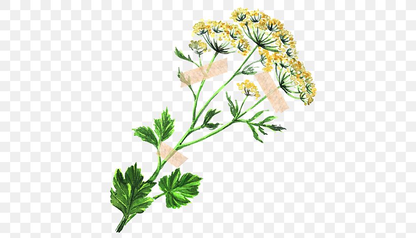 Parsley Fennel Flower Herb Anise, PNG, 560x470px, Parsley, Anise, Apiaceae, Apiales, Cicely Download Free