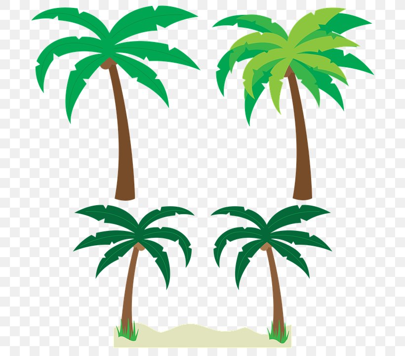 Arecaceae Tree Clip Art, PNG, 720x720px, Arecaceae, Arecales, Coconut, Drawing, Flowering Plant Download Free