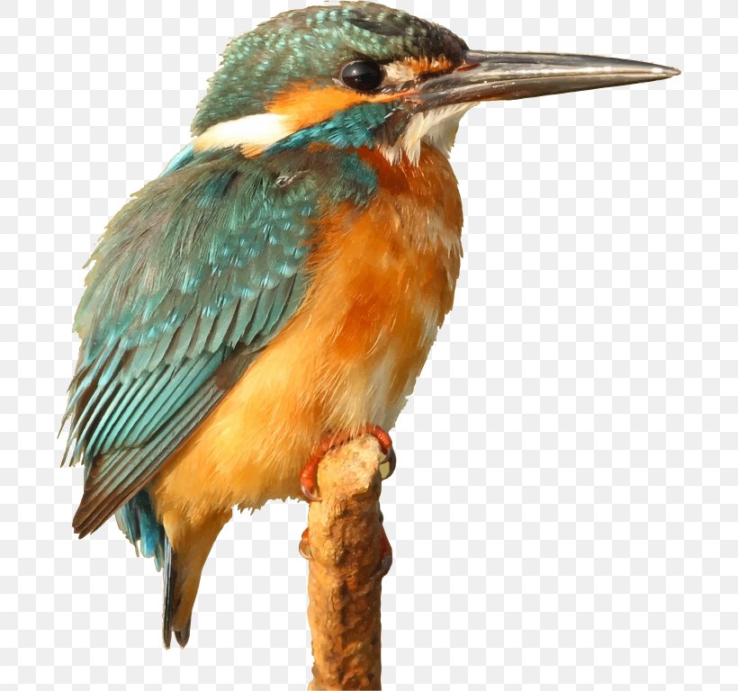 Bird Kingfisher Clip Art, PNG, 694x768px, Bird, Beak, Belted Kingfisher, Birdwatching, Coraciiformes Download Free