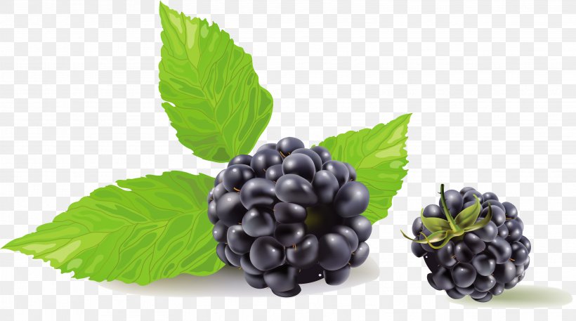 Blueberry Tea Vector Graphics Raspberry Clip Art, PNG, 3126x1743px, Blueberry Tea, Berries, Berry, Bilberry, Blackberry Download Free