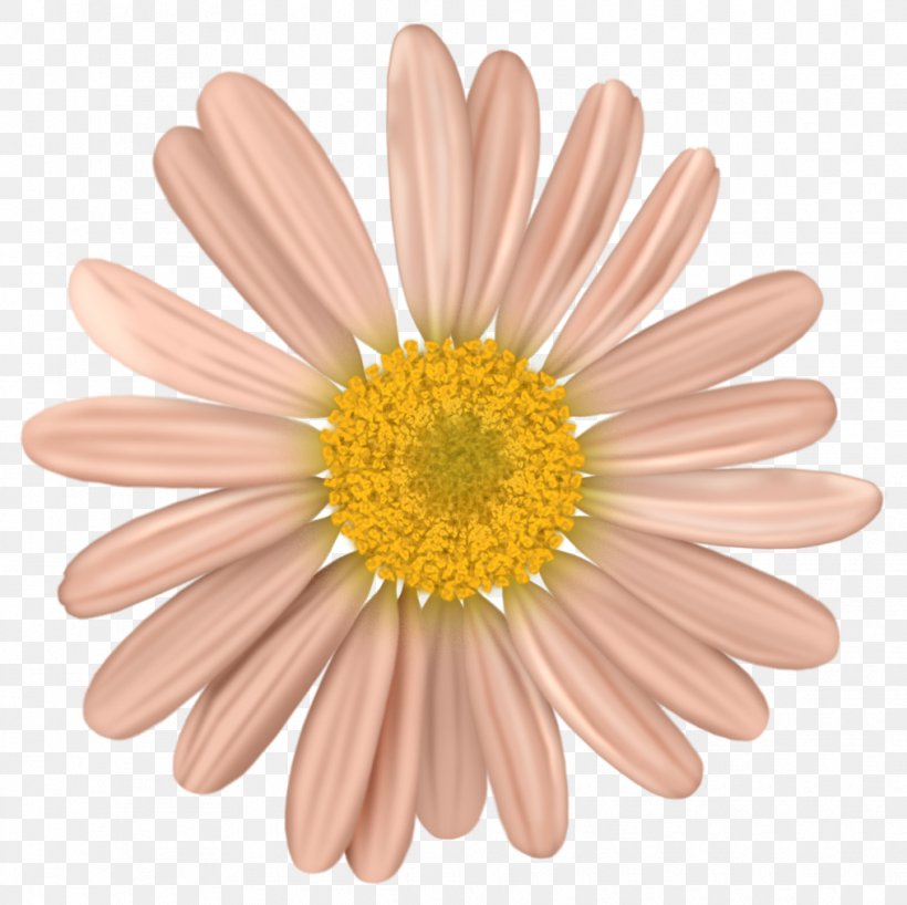 Common Daisy Cut Flowers Clip Art, PNG, 1015x1013px, Common Daisy, Chrysanths, Cut Flowers, Daisies, Daisy Download Free