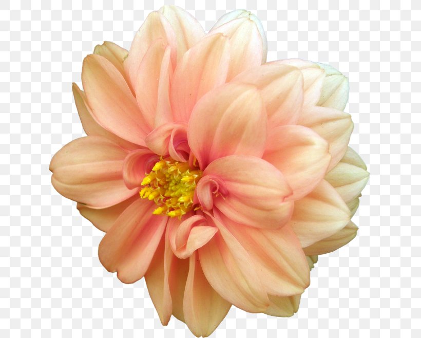 Dahlia Desktop Wallpaper Flower Desktop Metaphor Clip Art, PNG, 650x658px, Dahlia, Chrysanths, Cut Flowers, Daisy Family, Desktop Environment Download Free