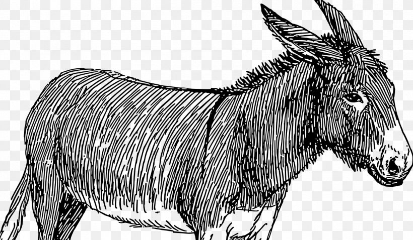 Donkey Drawing Mule Photography Sketch, PNG, 1302x759px, Donkey, Art, Black And White, Blanket, Bridle Download Free