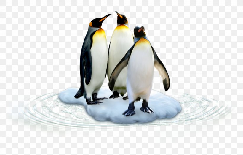 King Penguin Polar Regions Of Earth Antarctic, PNG, 1024x653px, Penguin, Animal, Antarctic, Beak, Bird Download Free
