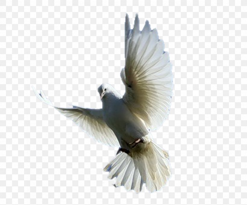 Beak Fauna Feather Verse Life, PNG, 1184x985px, Beak, Bird, Fauna, Feather, Life Download Free