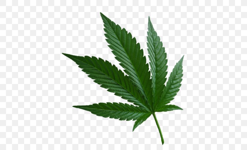 Marijuana Cannabis Sativa Cannabis Ruderalis Hemp, PNG, 500x500px, 420 Day, Marijuana, Cannabis, Cannabis Cultivation, Cannabis In California Download Free