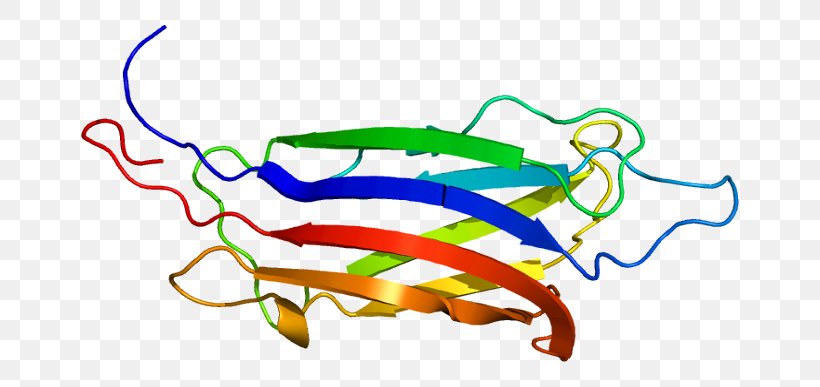 Myoferlin Protein Dysferlin Gene Arabic Wikipedia, PNG, 708x387px, Watercolor, Cartoon, Flower, Frame, Heart Download Free
