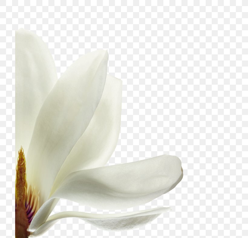 Petal France Capelli Flowering Plant Magnolia, PNG, 720x787px, Petal, Botany, Capelli, Flower, Flowering Plant Download Free